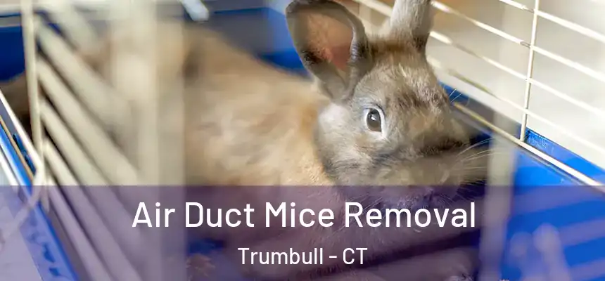  Air Duct Mice Removal Trumbull - CT